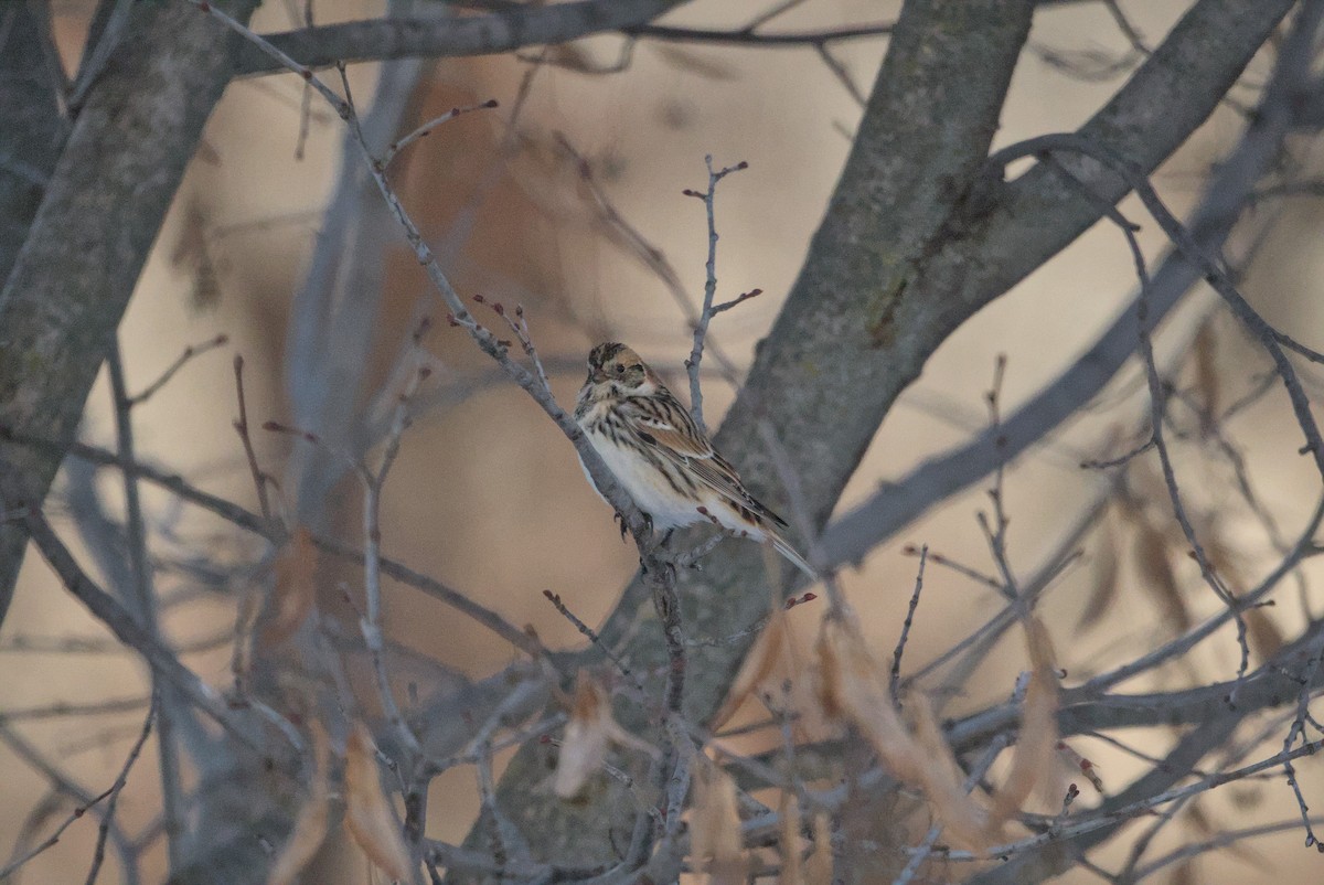 גיבתון לפלנדי - ML646376375