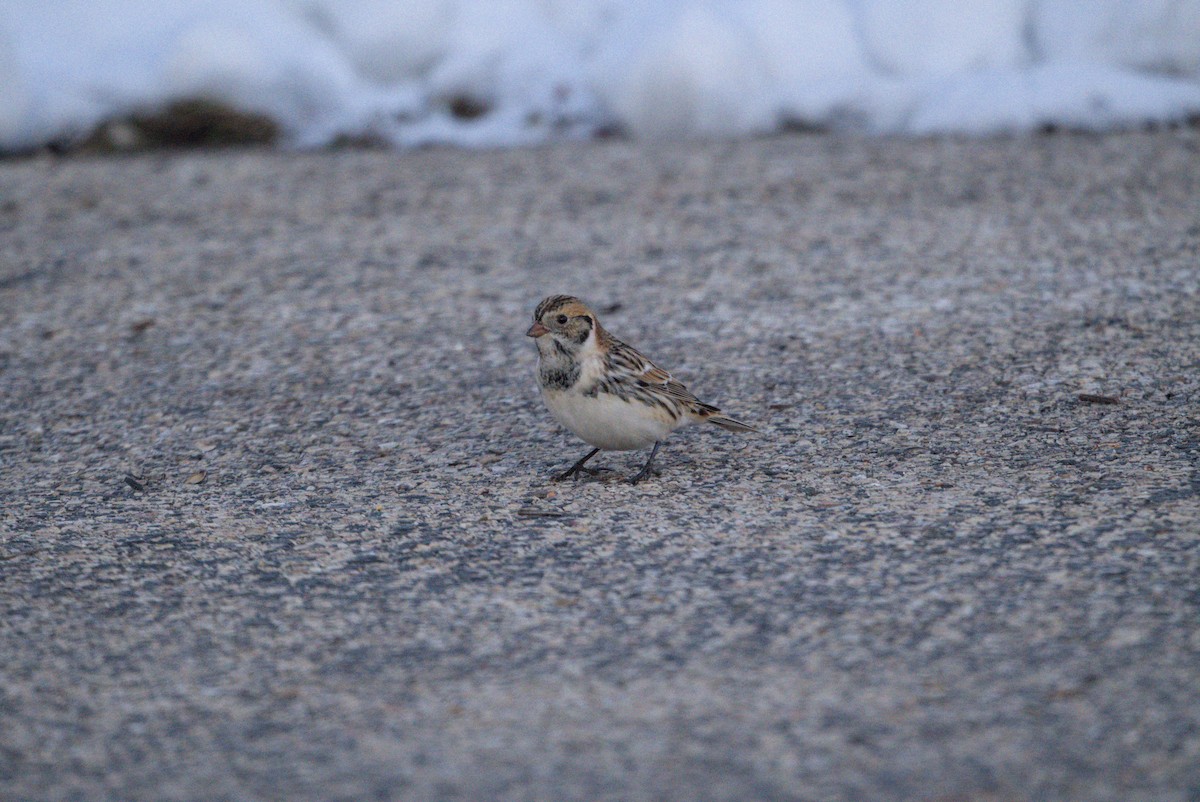 גיבתון לפלנדי - ML646376376