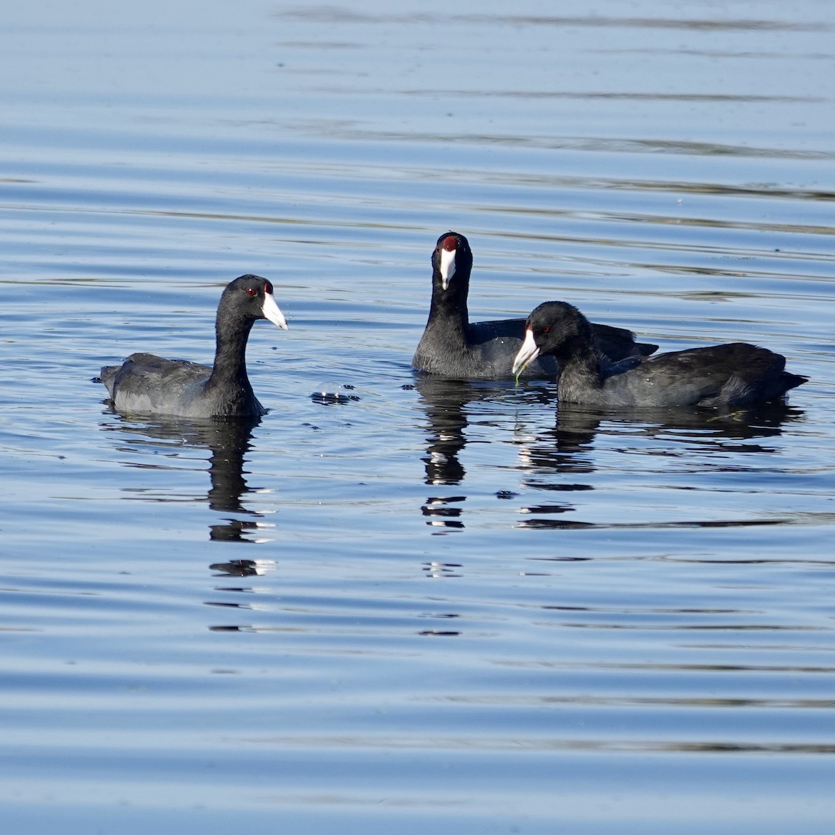 Лиска американська (червонобляшкова) - ML646376379