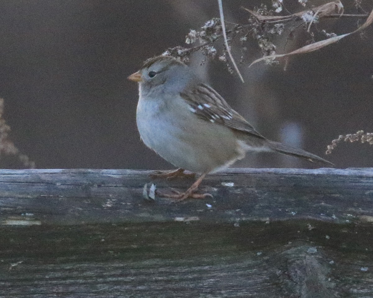 White-crowned Sparrow (Gambel's) - ML646376380