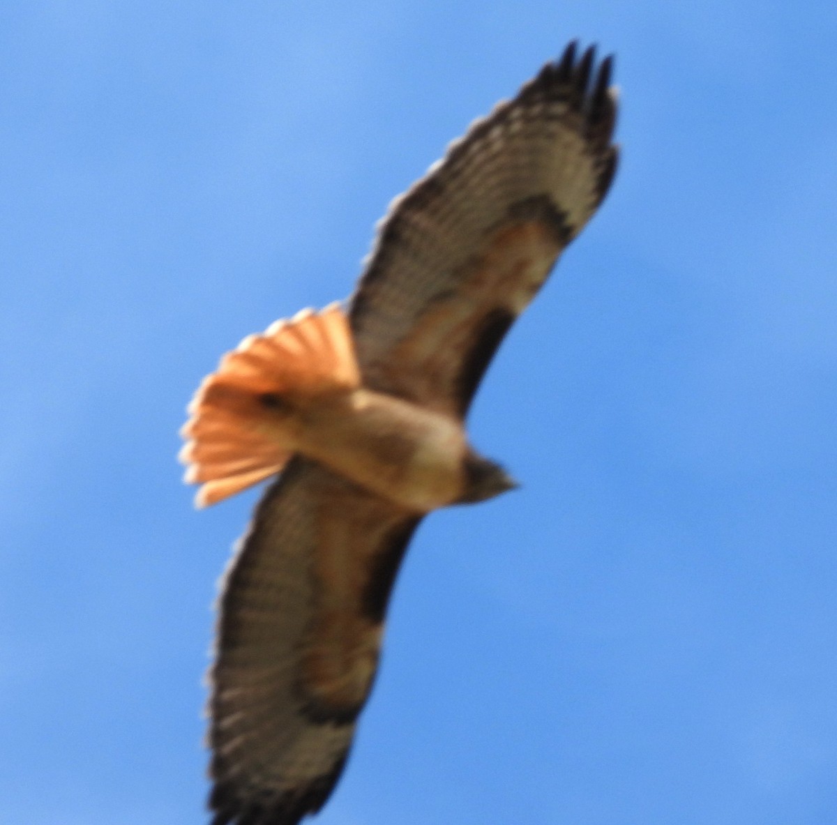 Red-tailed Hawk - ML646376381