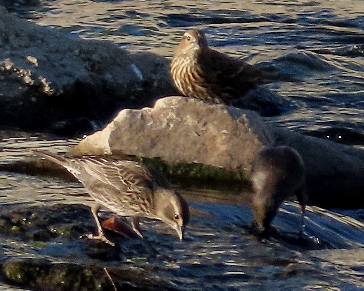 Red-winged Blackbird - ML646376382