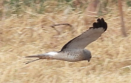 アメリカハイイロチュウヒ - ML646376384