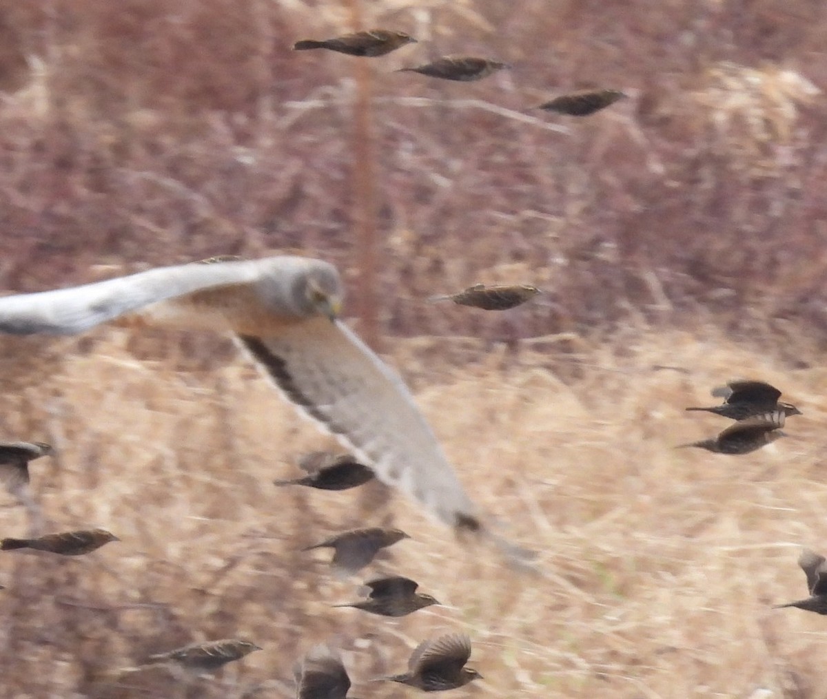 アメリカハイイロチュウヒ - ML646376385