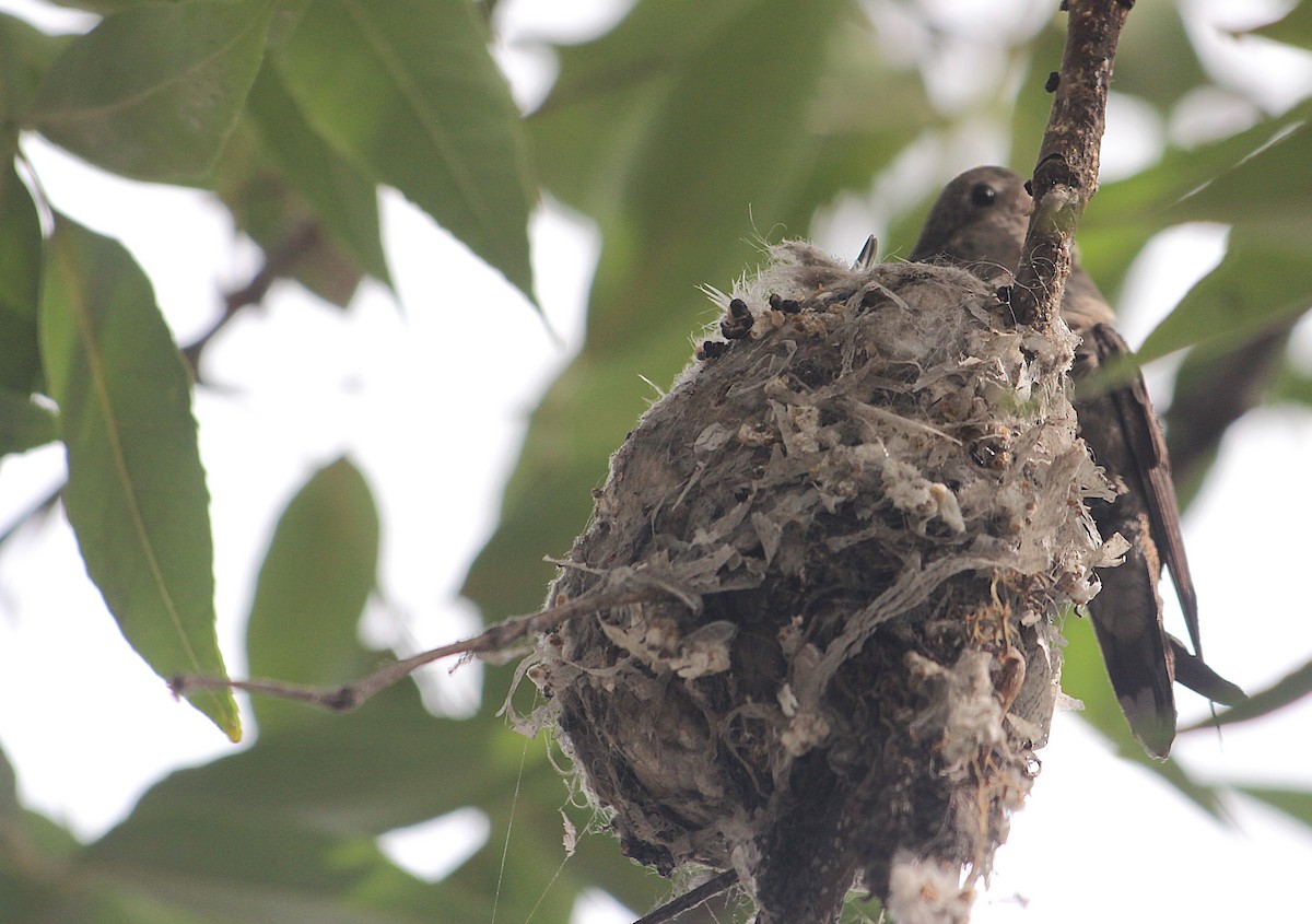 Oasis Hummingbird - ML646376386