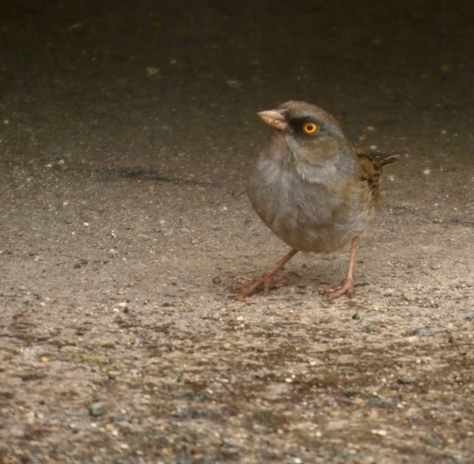 Volcano Junco - ML646376387
