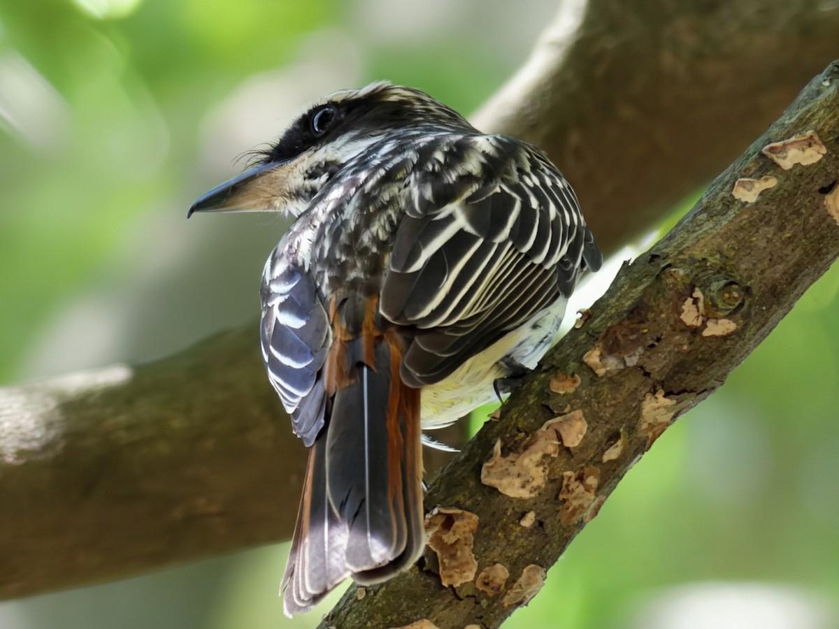 Streaked Flycatcher - ML646376389