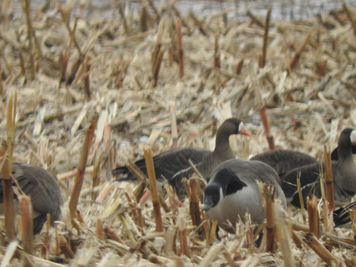 Greater White-fronted Goose (Greenland) - ML646376392