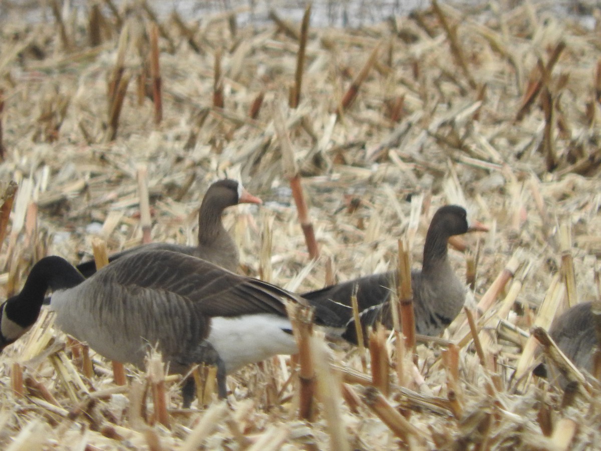 Greater White-fronted Goose (Greenland) - ML646376393