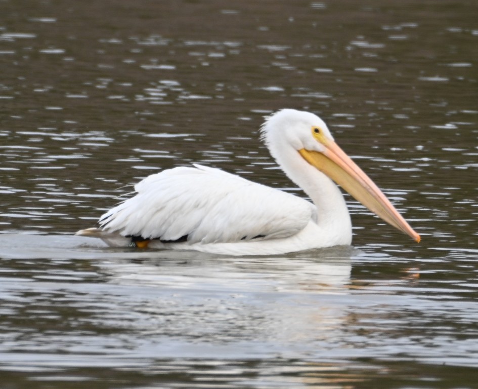 Amerika Pelikanı - ML646376394