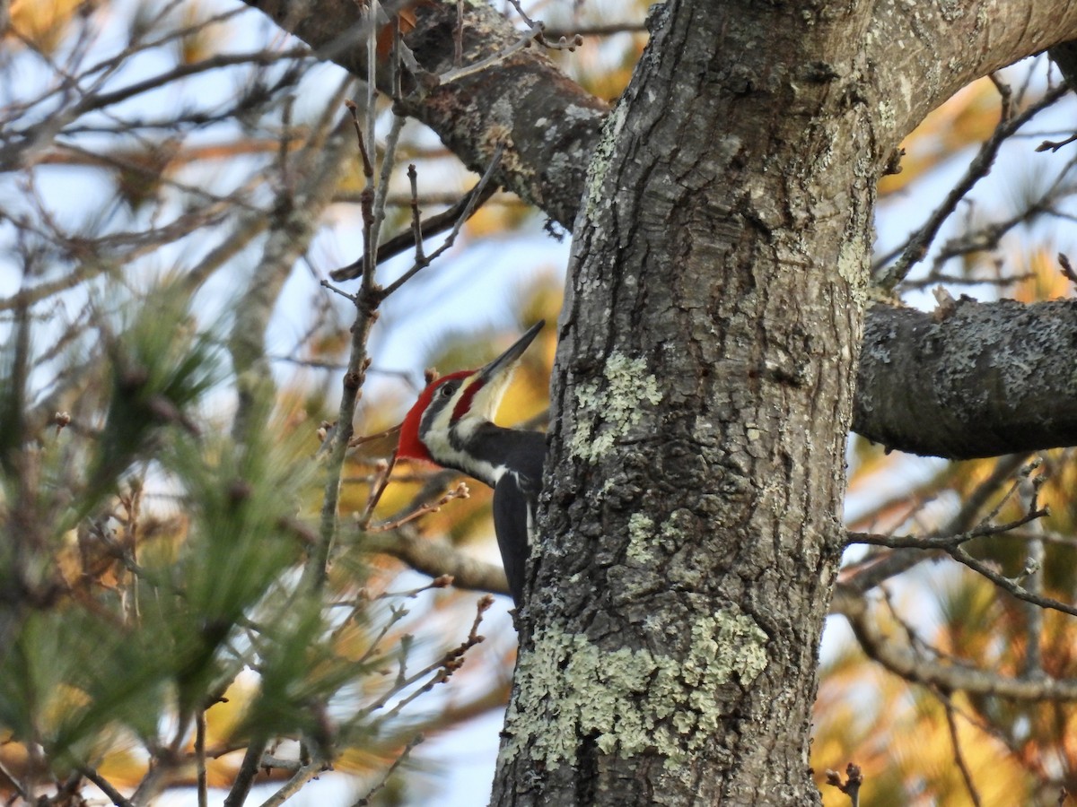 Pileated Woodpecker - ML646376396
