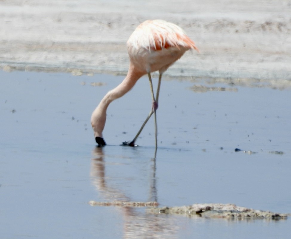 Chilean Flamingo - ML646376402