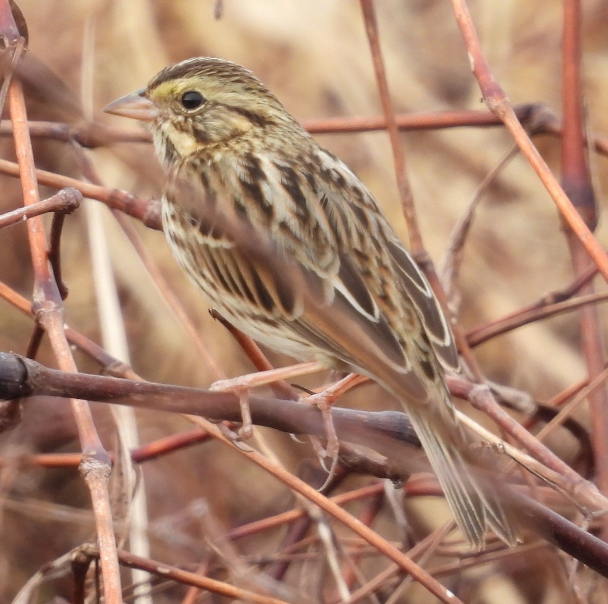 サバンナシトド - ML646376405