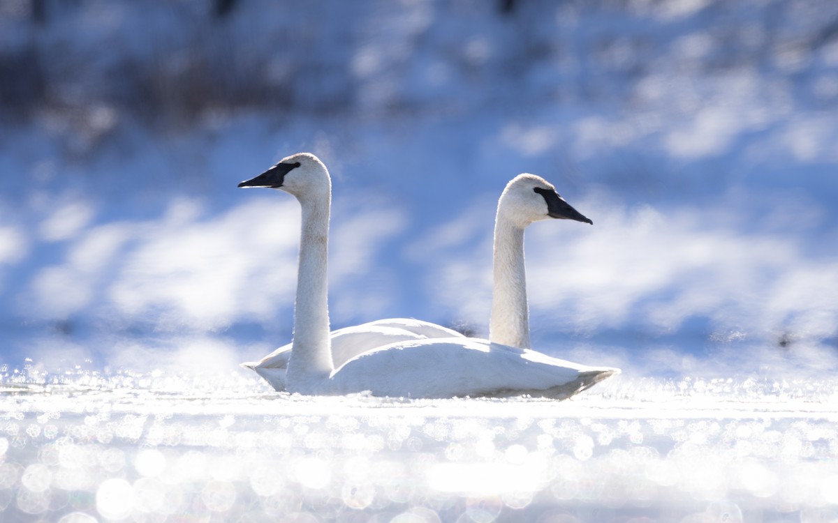 Trumpeter Swan - ML646376407