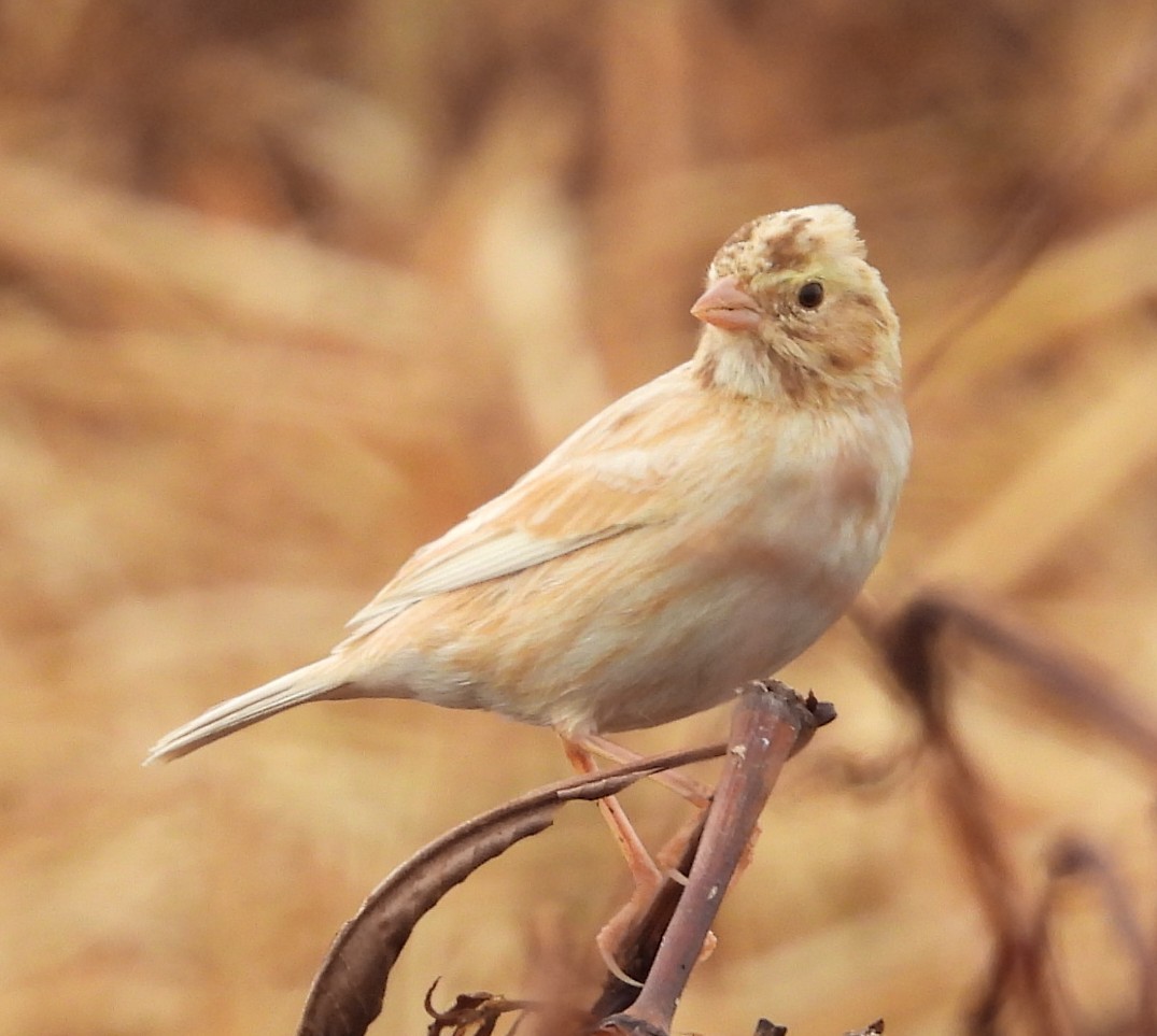 サバンナシトド - ML646376410