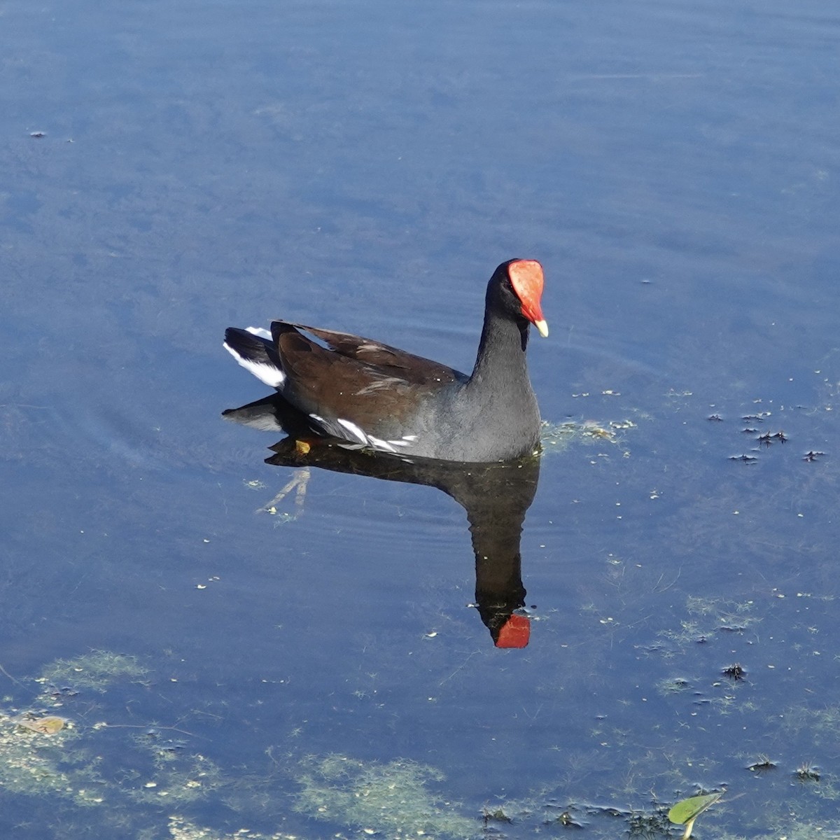 slípka americká [skupina galeata] - ML646376411