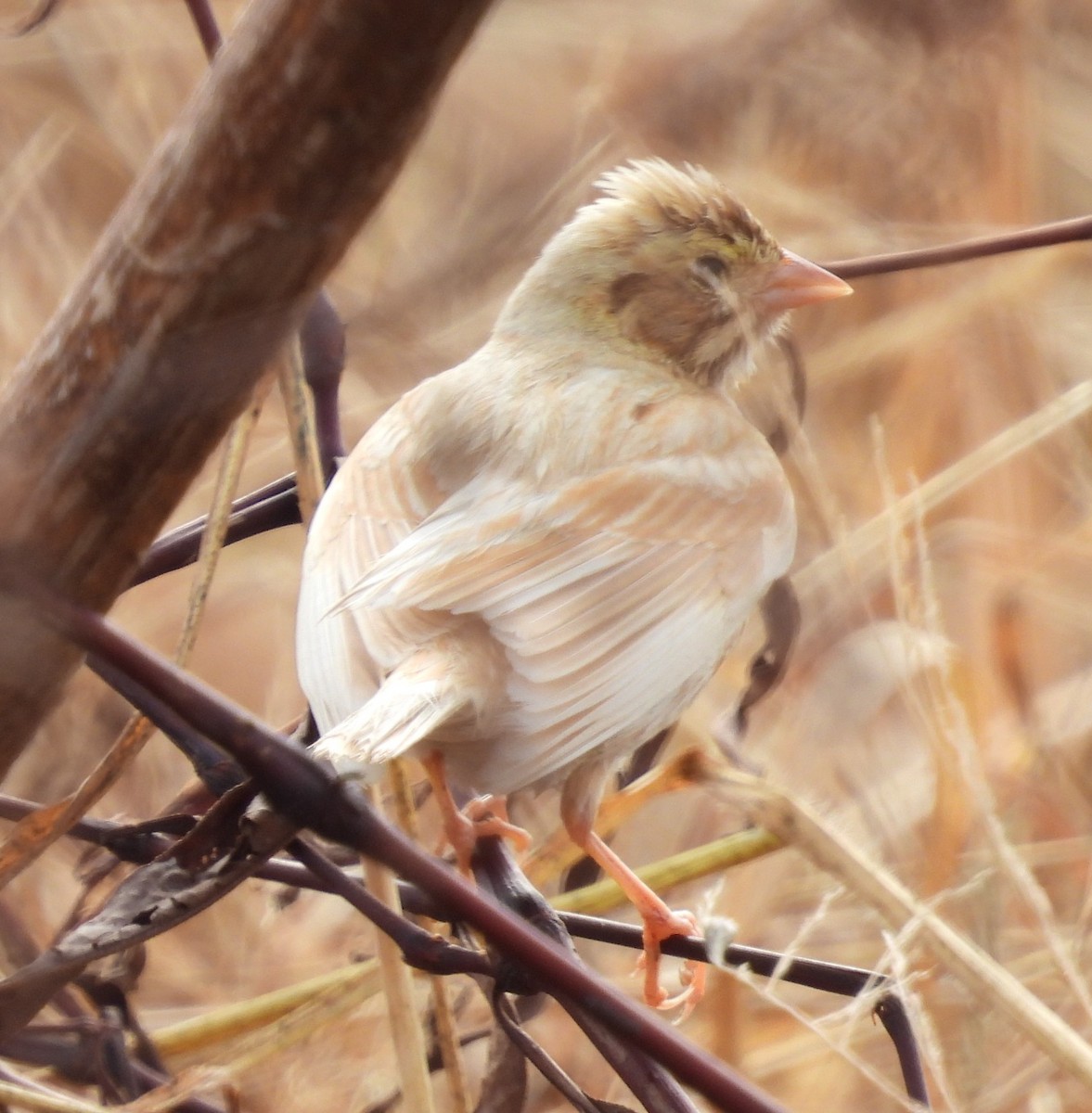 サバンナシトド - ML646376412