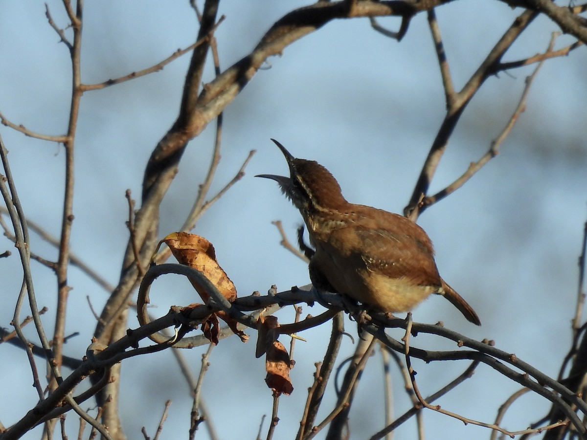 Carolina Wren - ML646376413