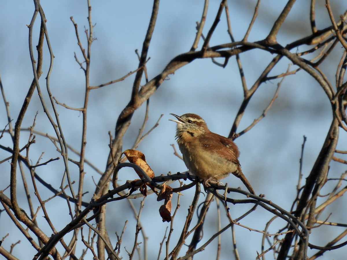 Carolina Wren - ML646376414