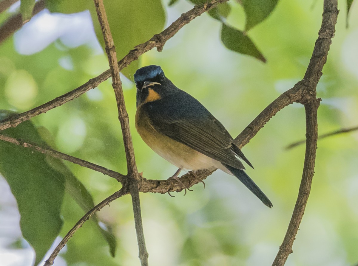 Chinese Blue Flycatcher - ML646376415