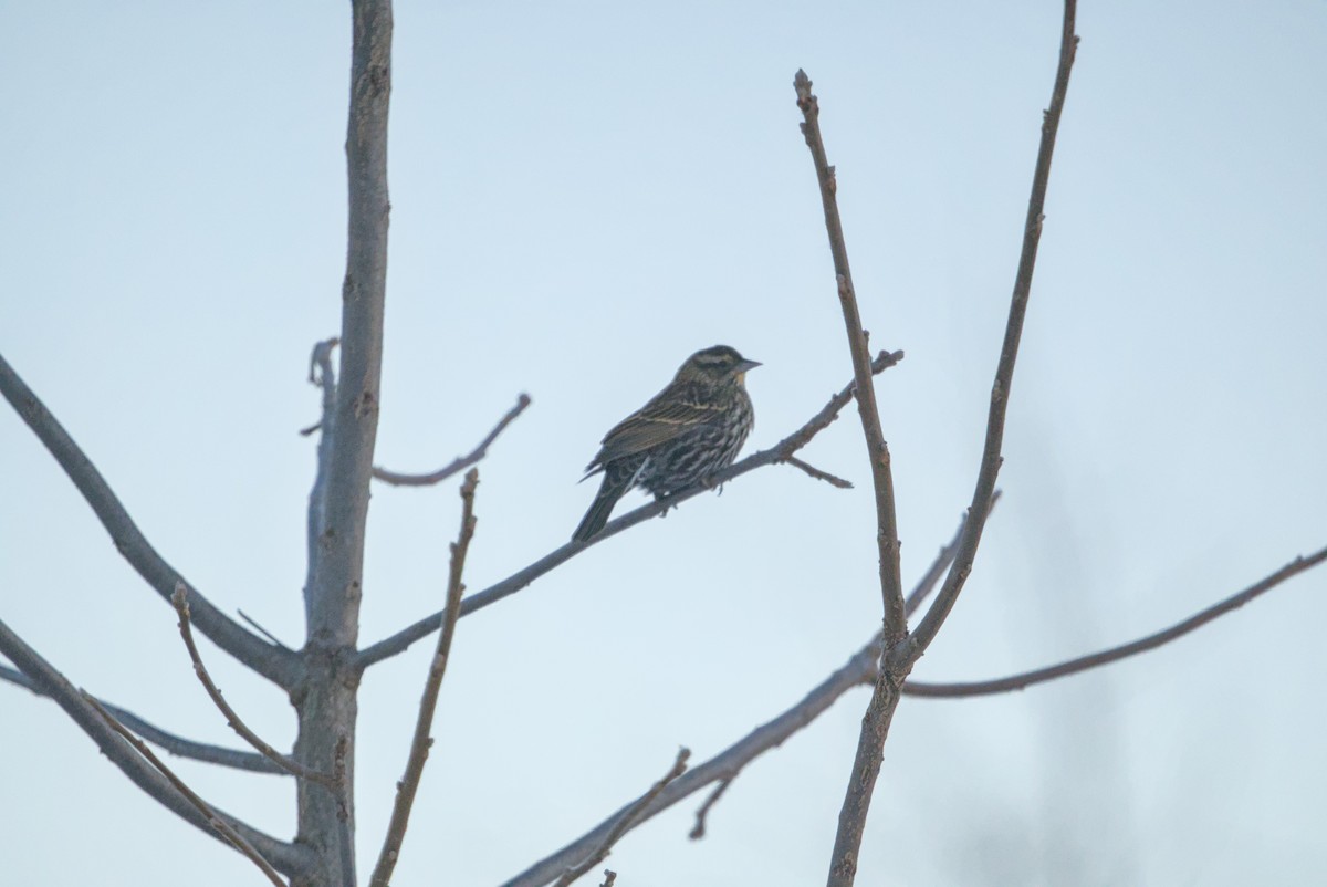 שחרורית אדומת-כנף - ML646376416