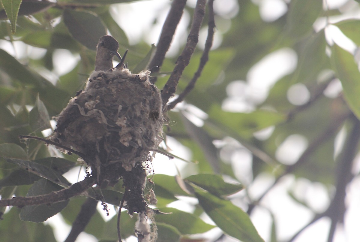 Oasis Hummingbird - ML646376417