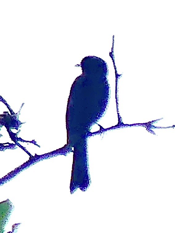 Drongo brillant - ML646376418