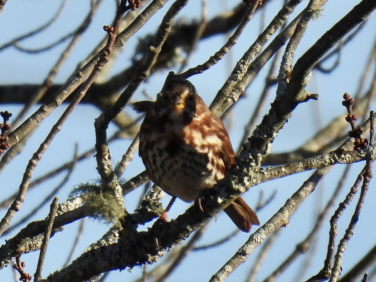Fox Sparrow (Red) - ML646376419