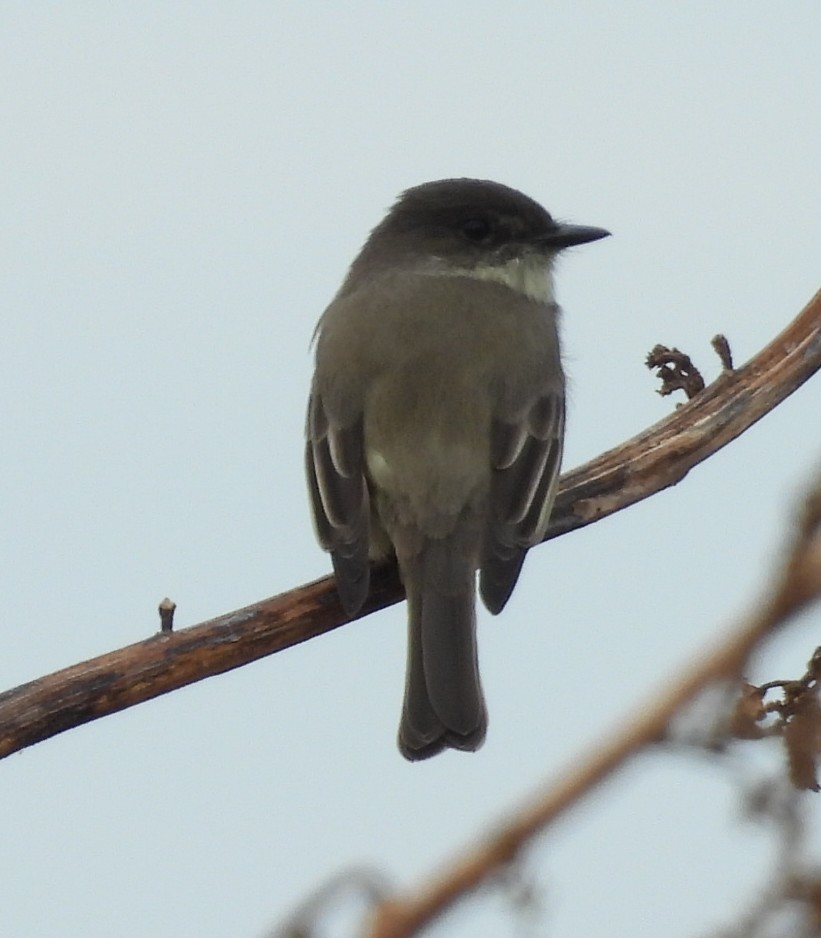 ツキヒメハエトリ - ML646376420