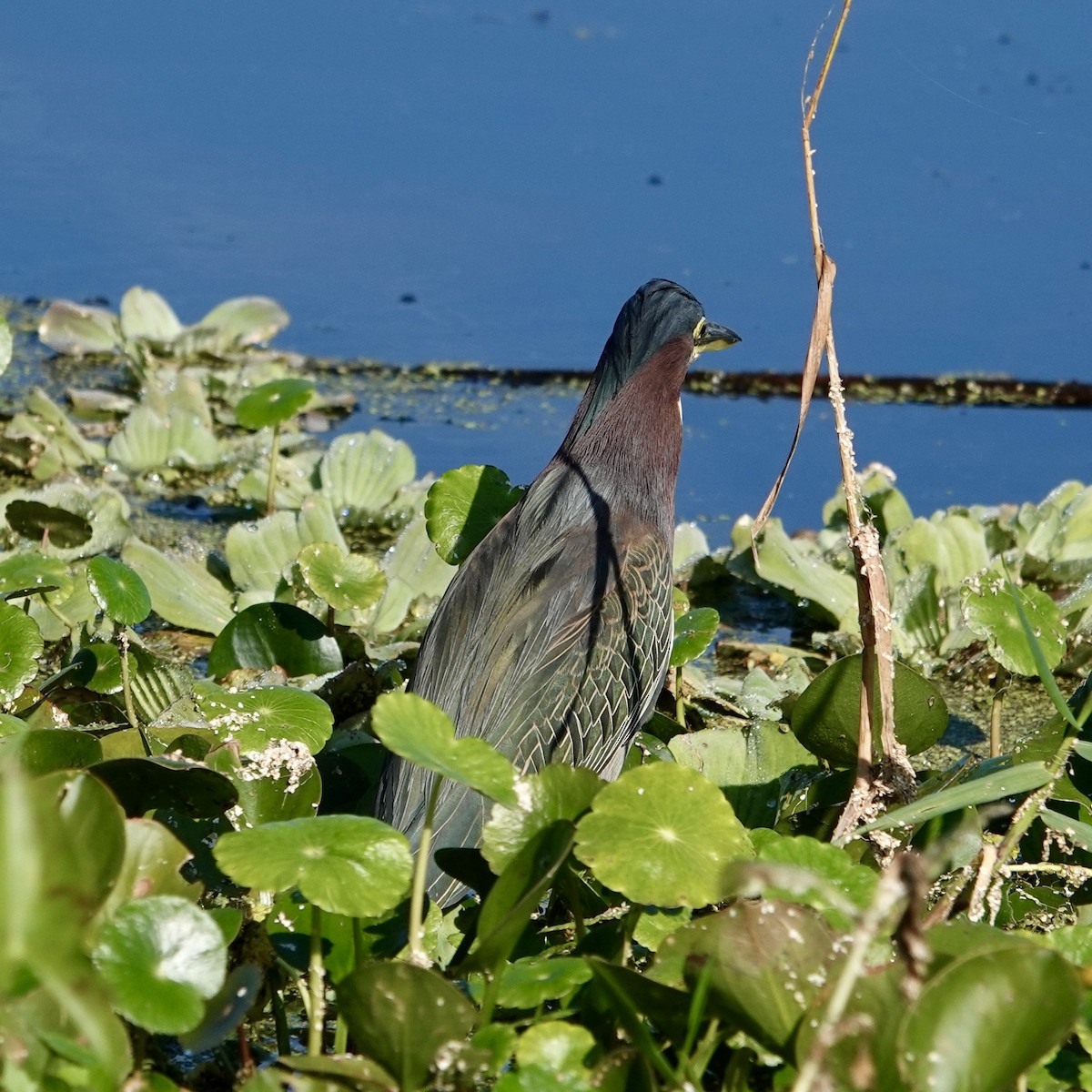 Green Heron - ML646376425