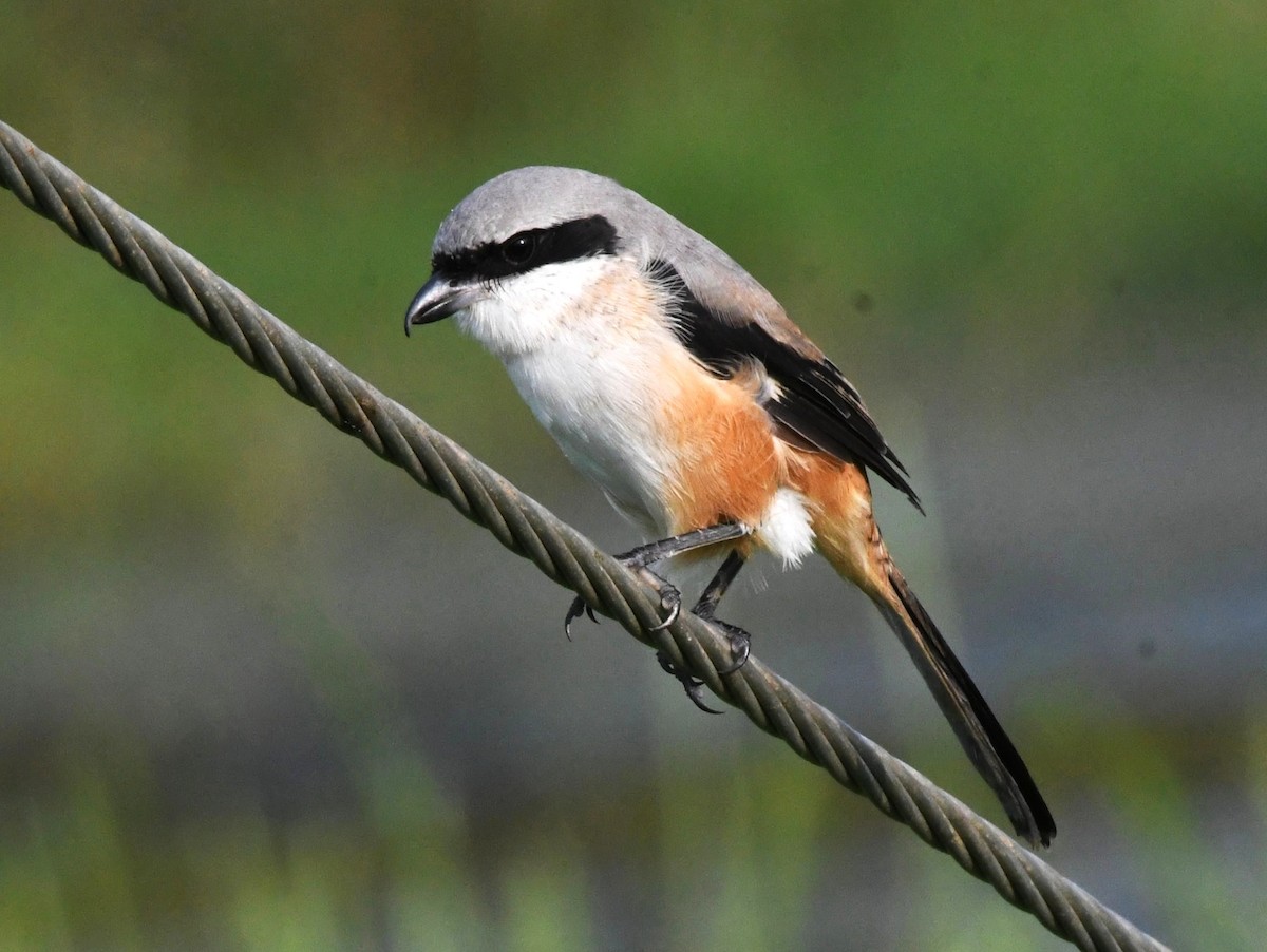 Long-tailed Shrike - ML646376426