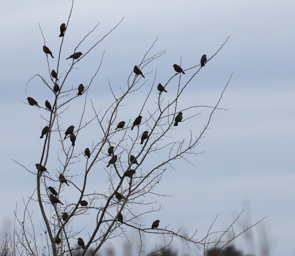 Red-winged Blackbird - ML646376427