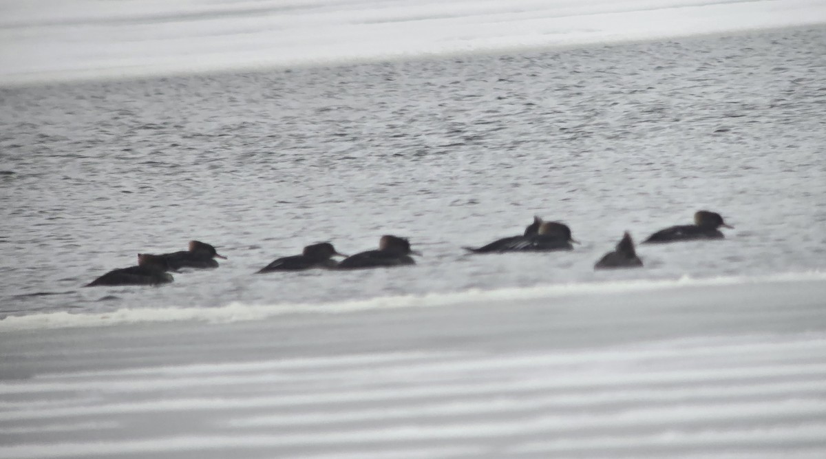 Hooded Merganser - ML646376428