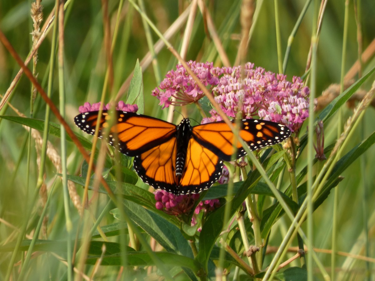 Monarch - ML646376429