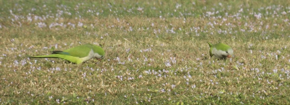 Mönchssittich - ML646376431