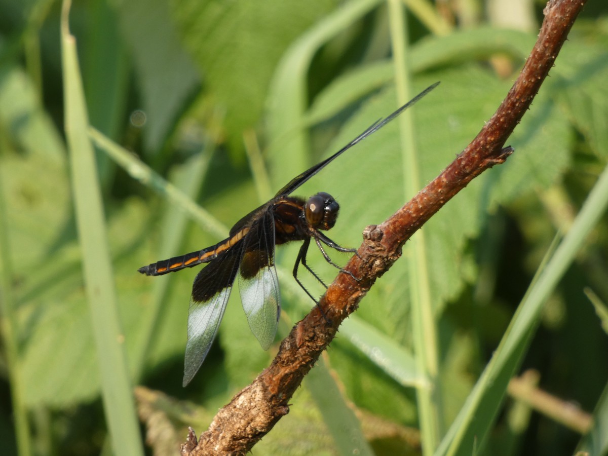 Widow Skimmer - ML646376433