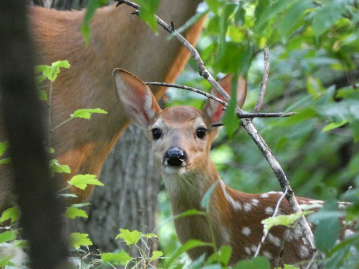 White-tailed Deer - ML646376434