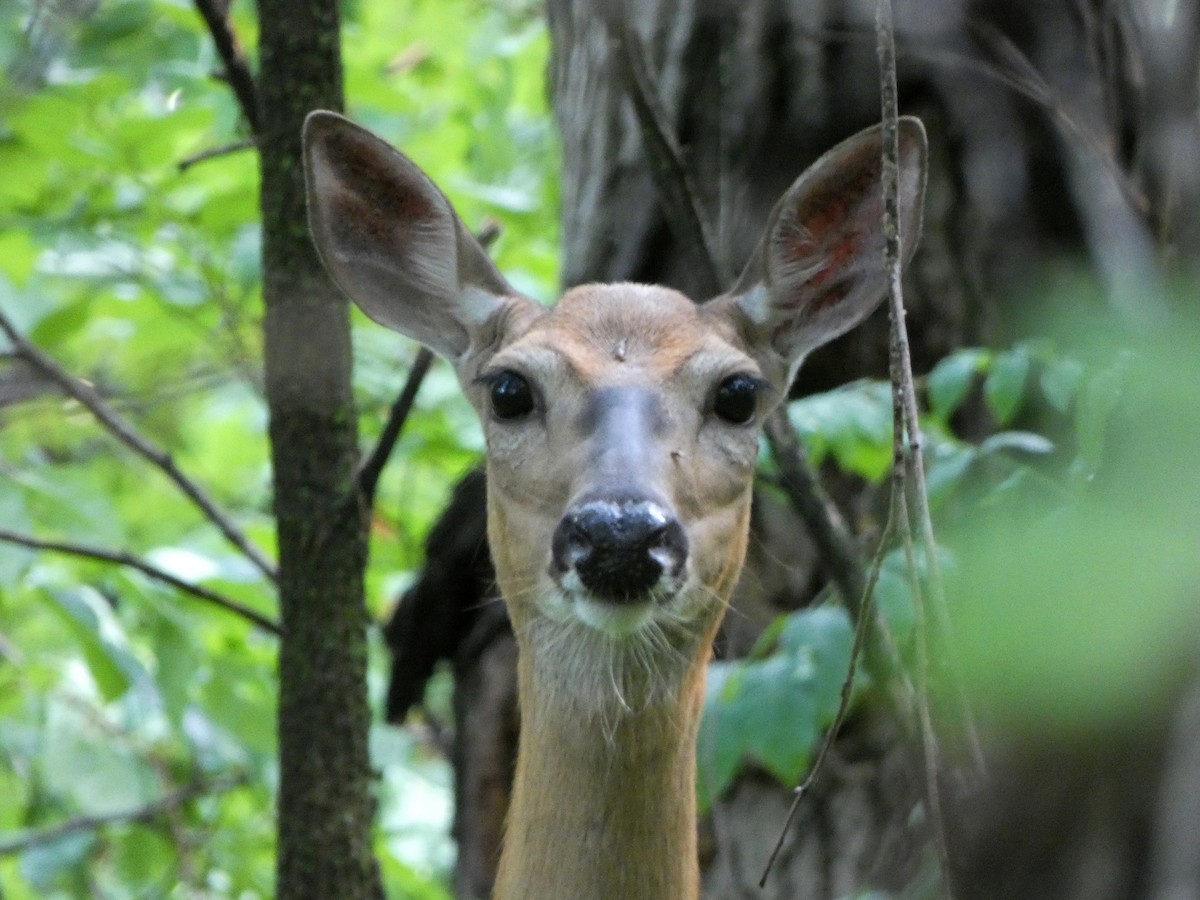 White-tailed Deer - ML646376435