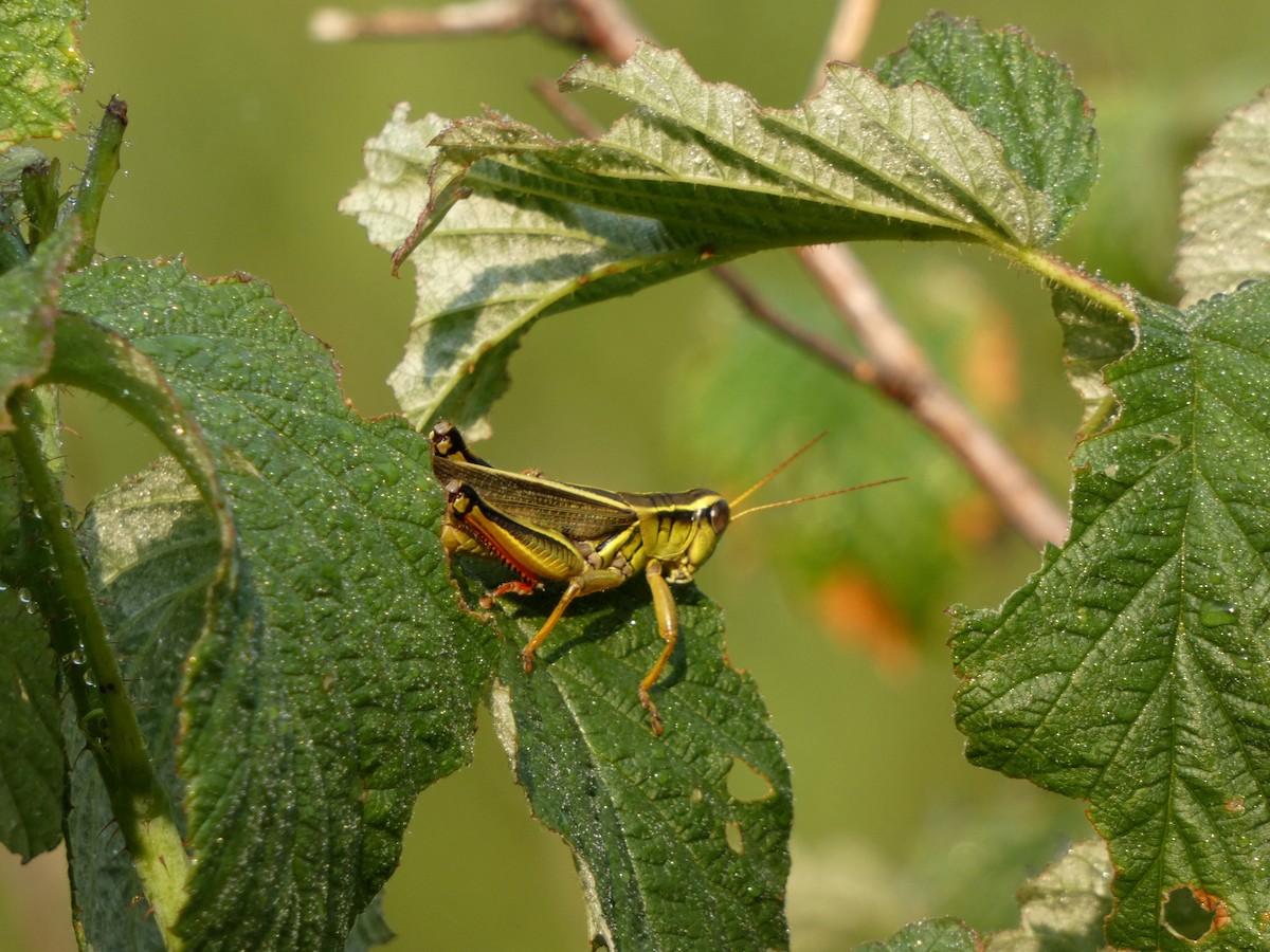Two-striped Grasshopper - ML646376436