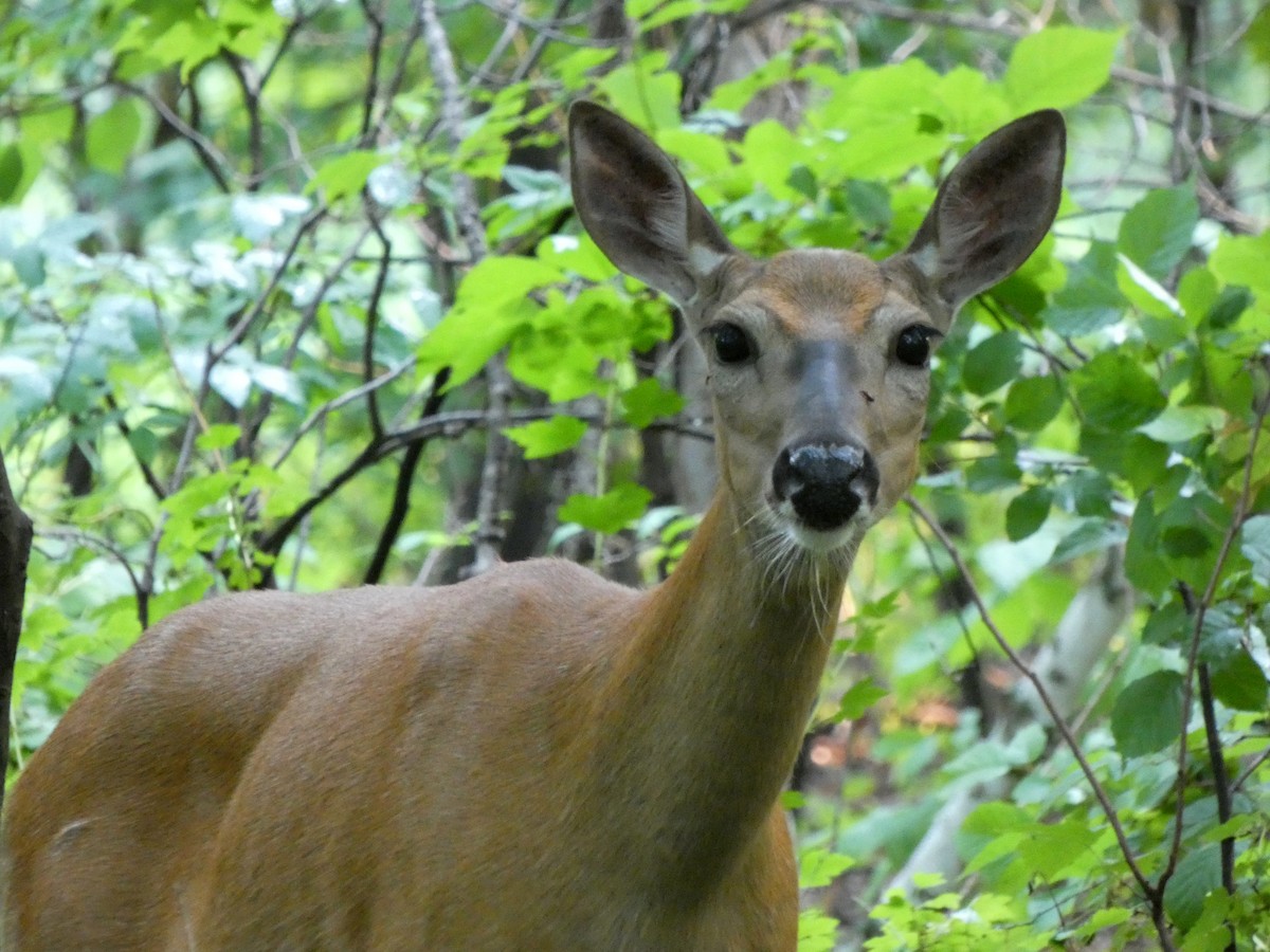 White-tailed Deer - ML646376437