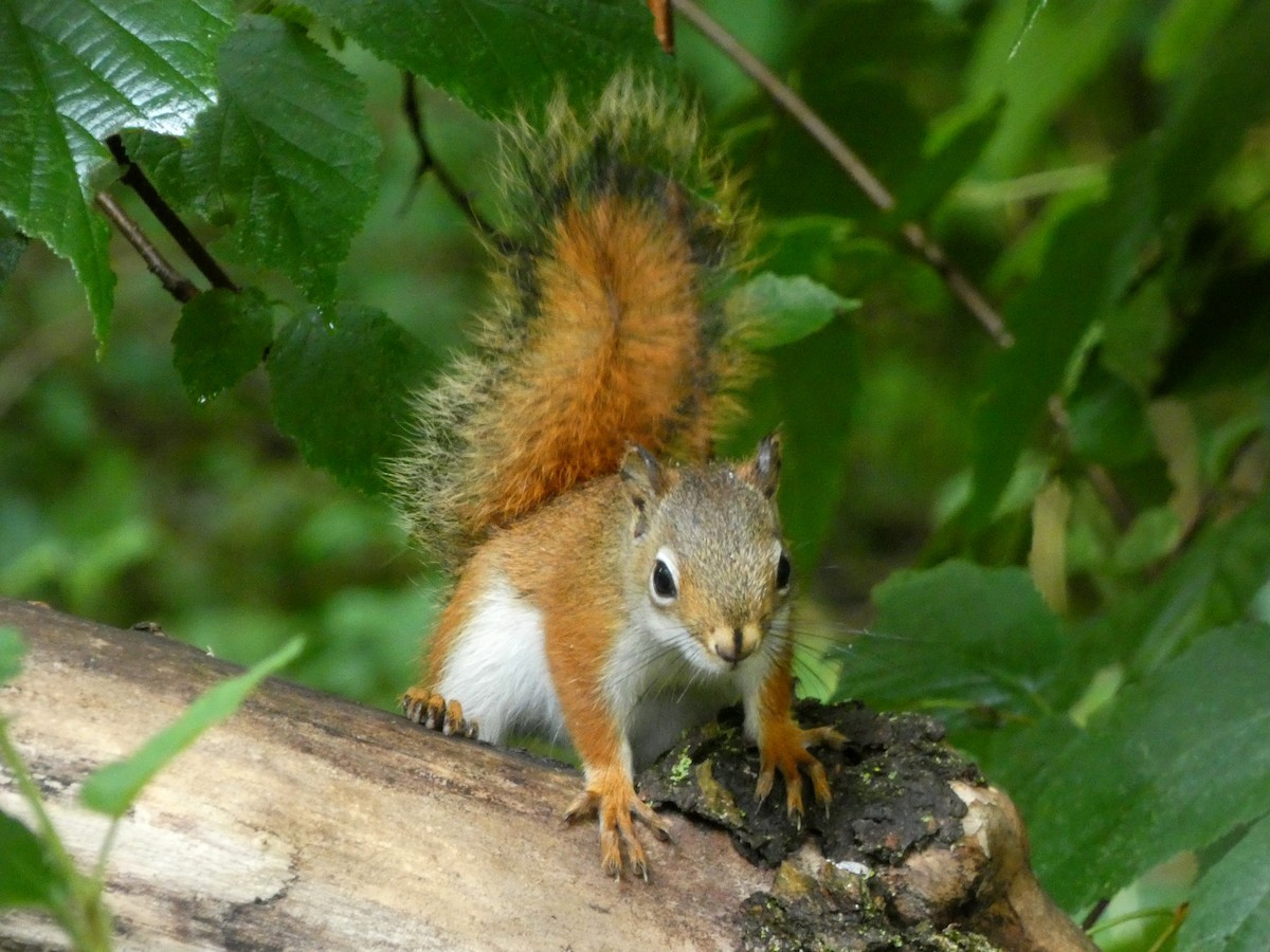 American Red Squirrel - ML646376438