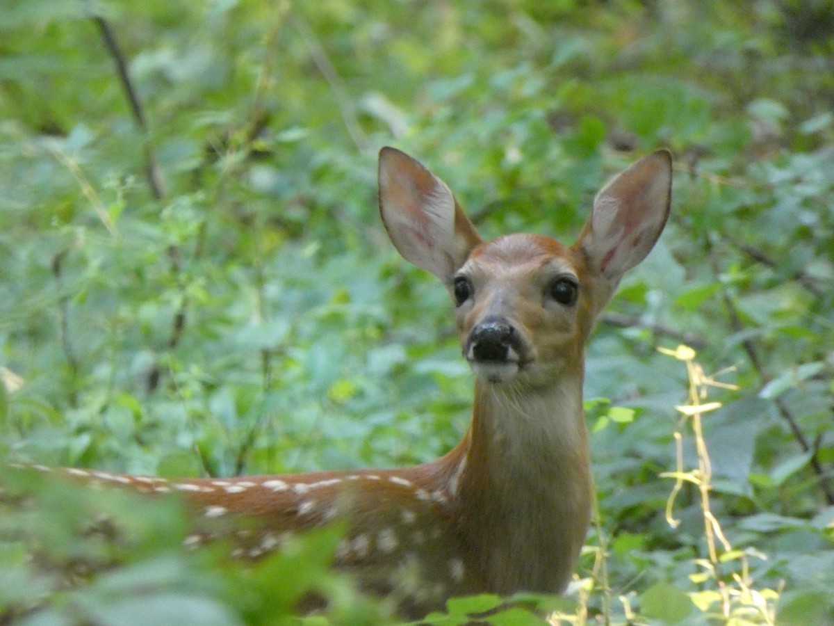 White-tailed Deer - ML646376439