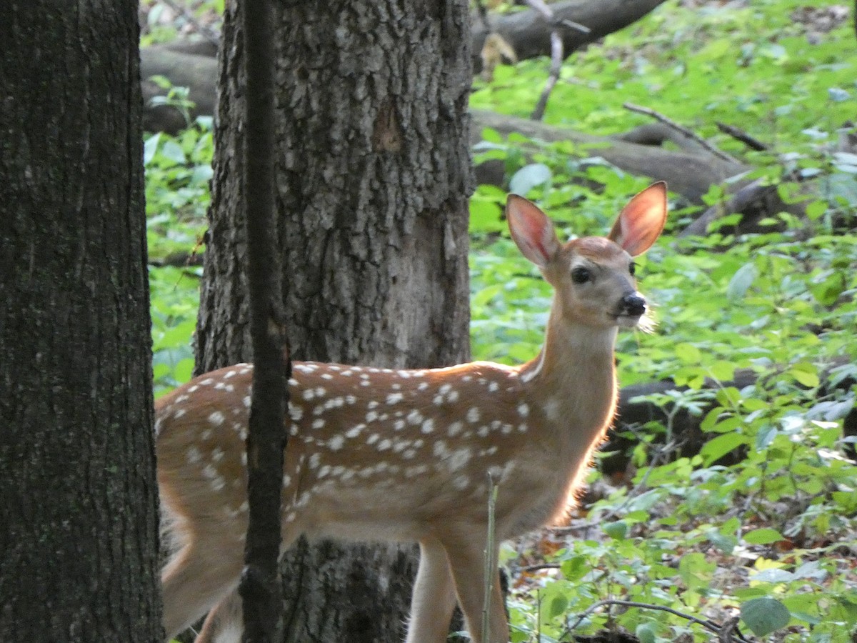 White-tailed Deer - ML646376440