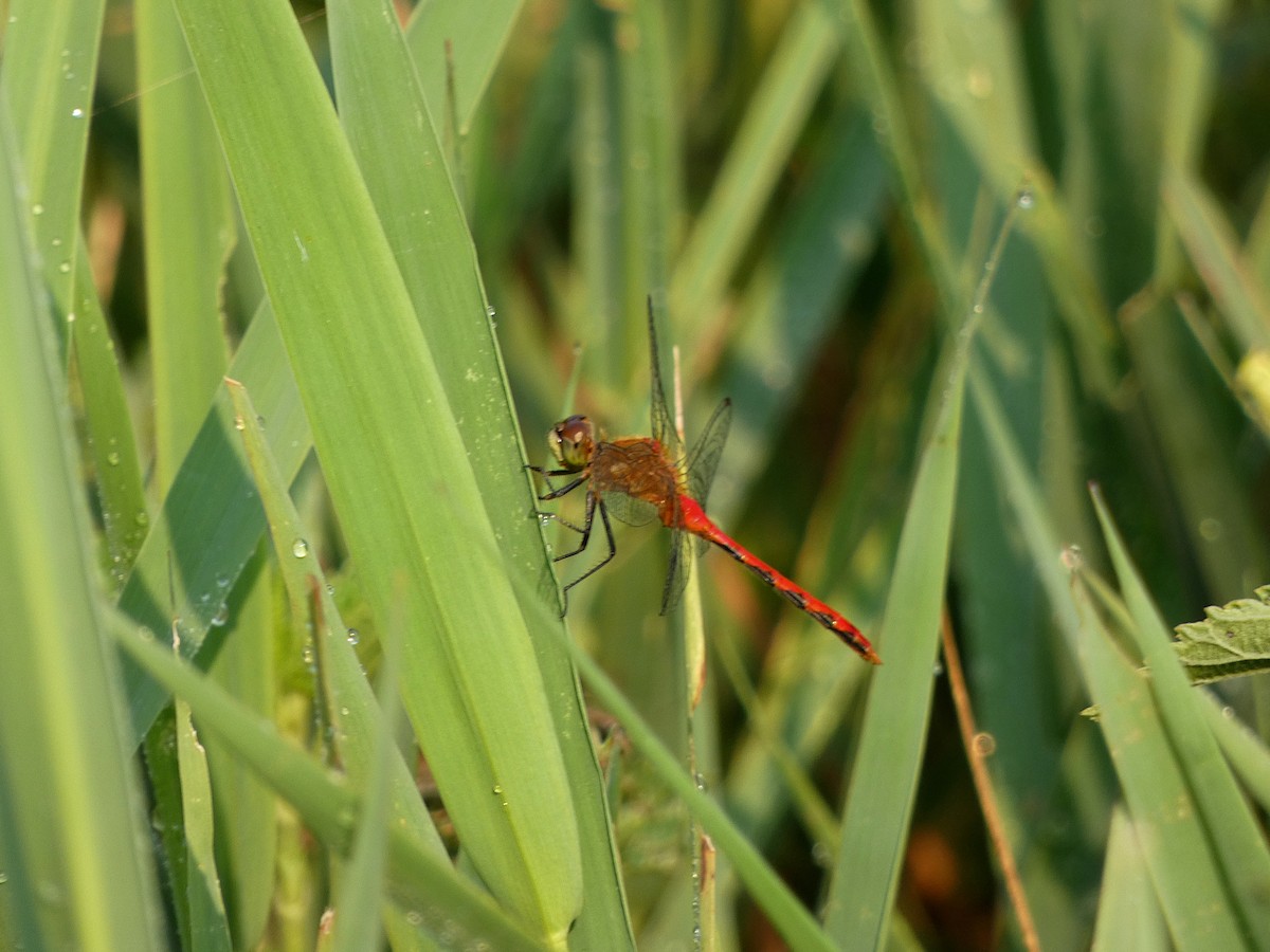 White-faced Meadowhawk - ML646376441
