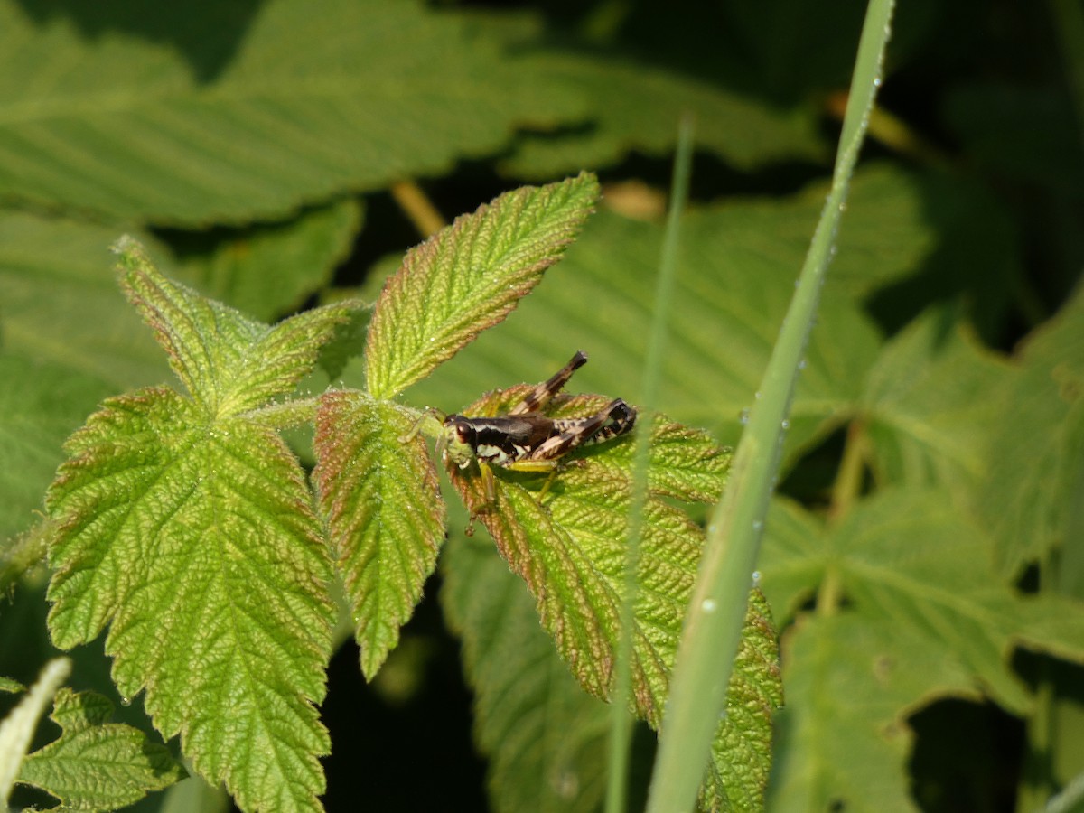 Green-legged Spur-throat Grasshopper - ML646376442