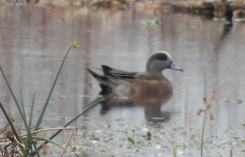 アメリカヒドリ - ML646376445