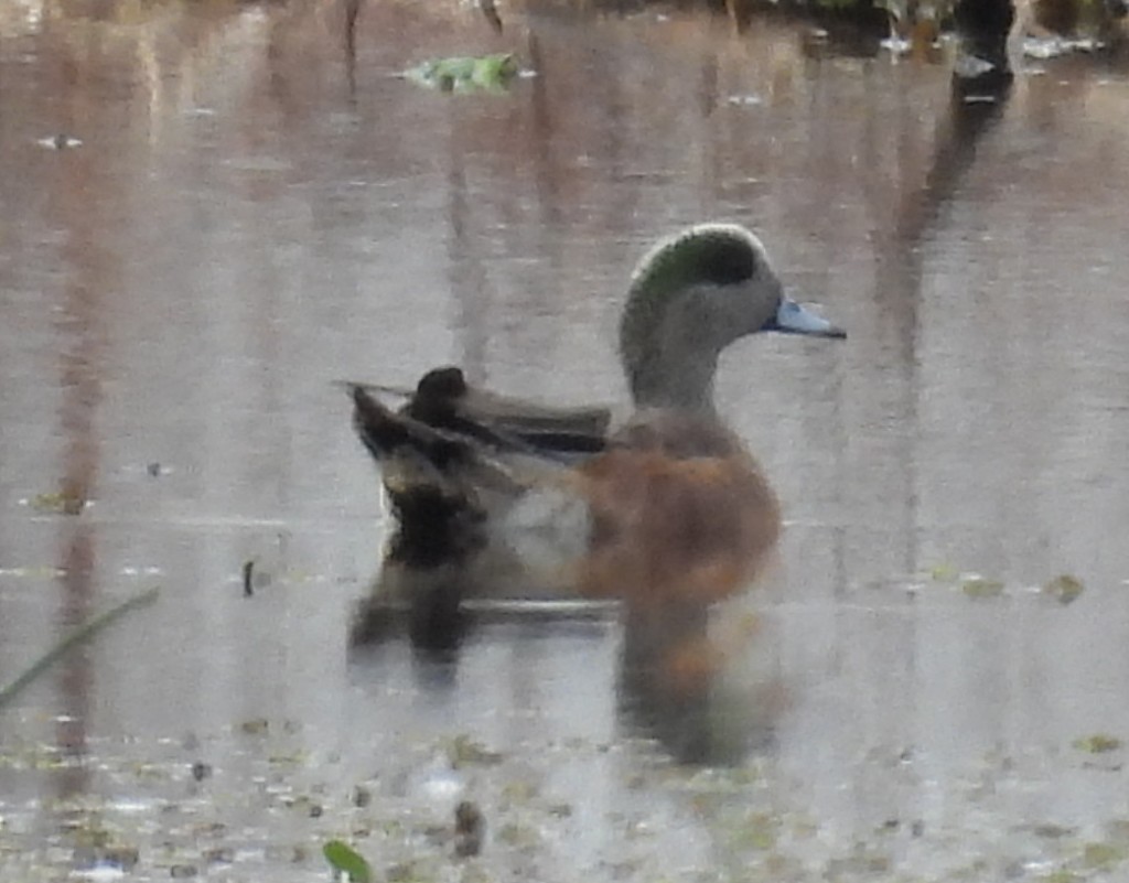 アメリカヒドリ - ML646376446