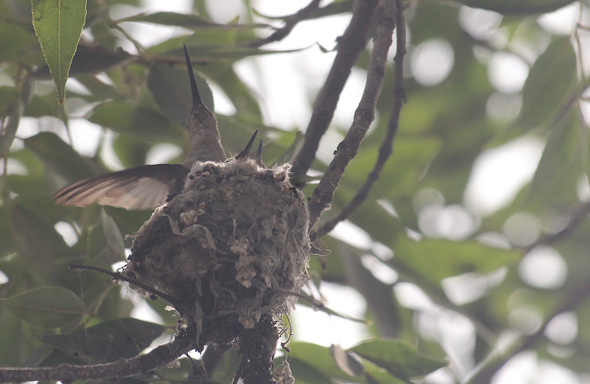 Oasis Hummingbird - ML646376447