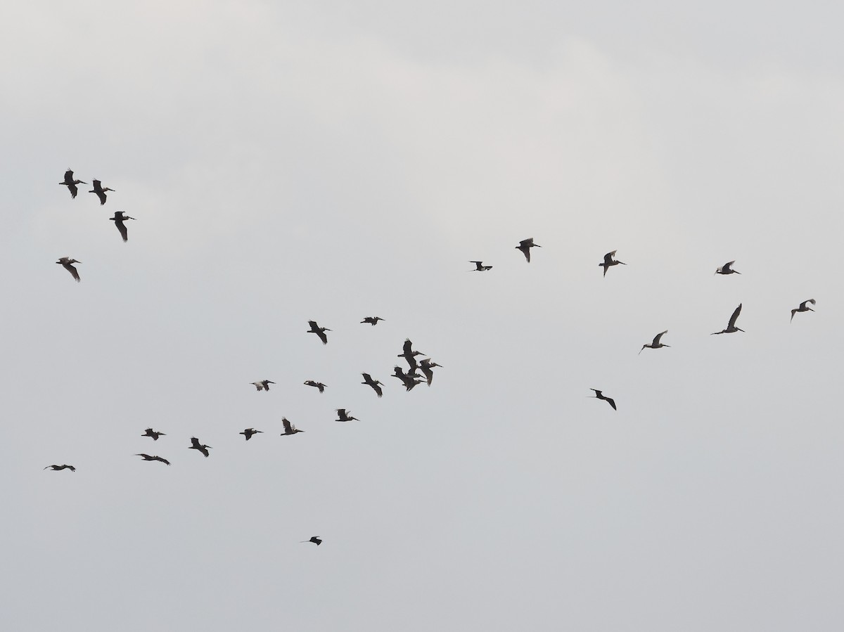 Brown Pelican - ML646376450