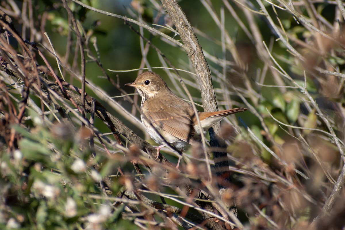 Hermit Thrush (faxoni/crymophilus) - ML646376451